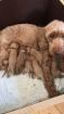 Cockapoo Welpen Villa Dutschke